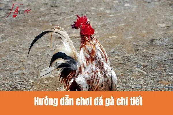Hướng dẫn chơi đá gà chi tiết