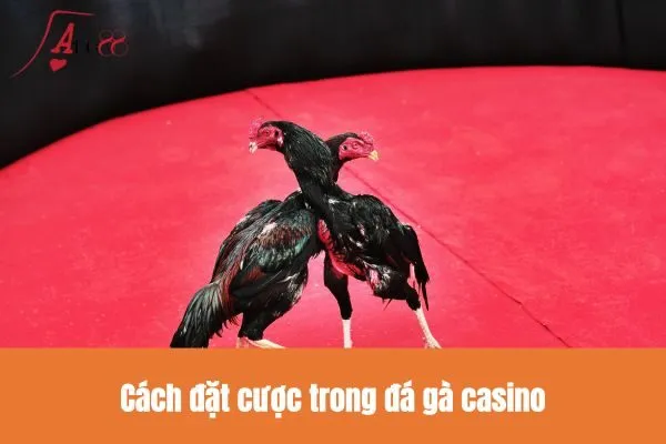 Cách đặt cược trong đá gà casino