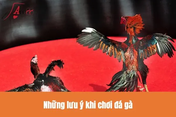 Những lưu ý khi chơi đá gà