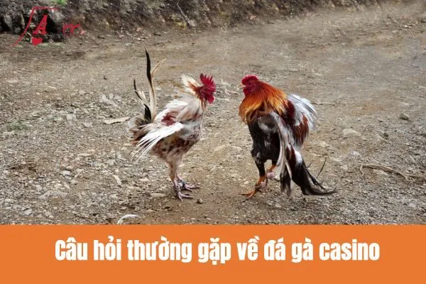 Câu hỏi thường gặp về đá gà casino