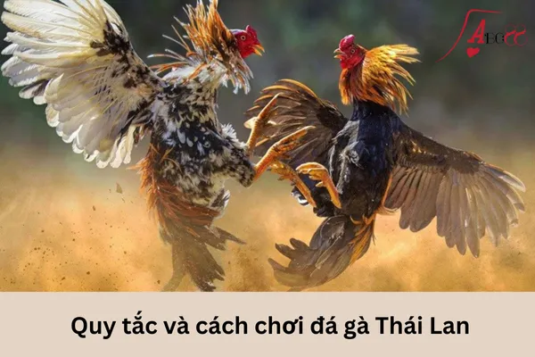 Đá gà Thái Lan