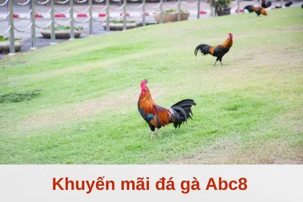 Khuyến mãi đá gà Abc8